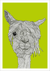 Lama Boris